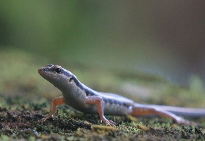newt