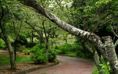 Watch for branches growing on footpaths